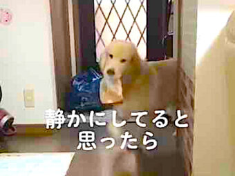ゴールデンレトリーバー,動画