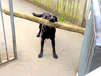 （ｶﾞﾝｯ）極太の枝が柵に引っかかり通行止めされても、根性と賢さでやり遂げたラブラドール【犬動画】