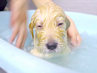 気持ちいいでしゅ 初めてのお風呂でウトウトしちゃったゴールデンの赤ちゃんが可愛すぎた 子犬動画 ポイント交換のpex