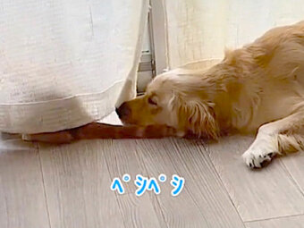 ゴールデンレトリーバー,動画