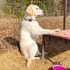 「…よし」ドッグランで犬見知りが発動し、監督の風格でみんなを見守ってたラブラドール。【動画】