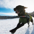 【取材】13歳を過ぎてもスキーの伴走が出来る幸せ。やりたいことを諦めないシニア犬との暮らし方　#19Koa