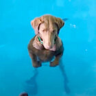 「……」プールに入ってから泳げないことに気付いたラブラドールが呆然と立ち尽くしてた【動画】