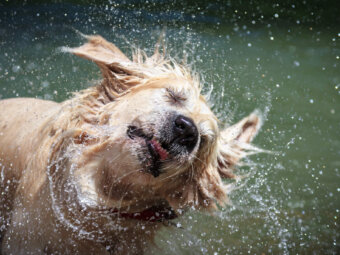 レトリーバー濡れる