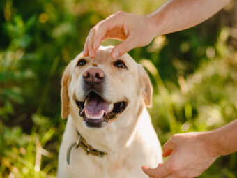 レトリーバー食事