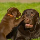 レトリーバー子犬