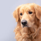 レトリーバー病気