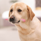 レトリーバー,シニア犬