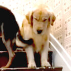 ゴールデンレトリーバー,動画