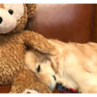 ゴールデンレトリーバー,動画