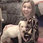 ラブラドールレトリーバー,動画