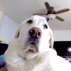 ラブラドールレトリーバー,動画