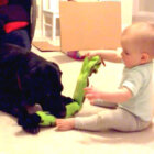 ラブラドールレトリーバー,動画