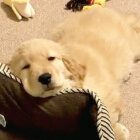 ゴールデンレトリーバー,動画