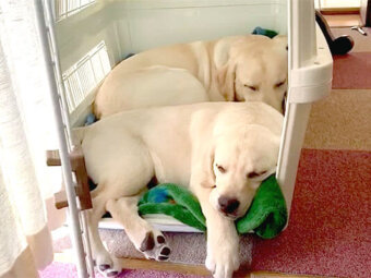 ラブラドールレトリーバー,動画