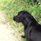 ラブラドールレトリーバー,動画