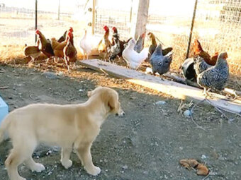 ゴールデンレトリーバー,動画