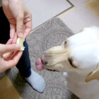 ラブラドールレトリーバー,動画