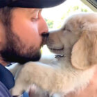 ゴールデンレトリーバー,動画