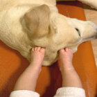 ラブラドールレトリーバー,動画