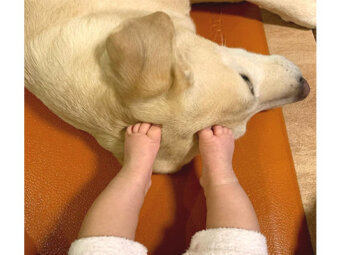 ラブラドールレトリーバー,動画