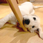 ゴールデンレトリーバー,セラピー犬
