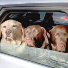 ラブラドールレトリーバー,動画