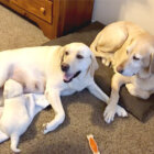 ラブラドールレトリーバー,動画