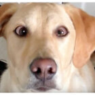 ラブラドールレトリーバー,動画