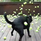 ラブラドールレトリーバー,動画