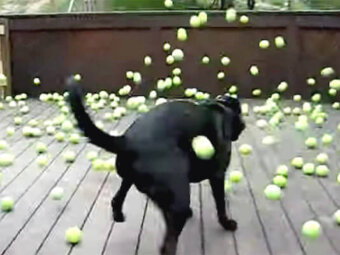 ラブラドールレトリーバー,動画