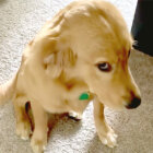 ゴールデンレトリーバー,動画