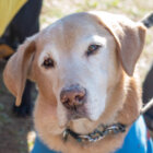 レトリーバー里親保護犬情報