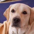 レトリーバー里親,保護犬