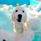 ゴールデンレトリーバー,動画