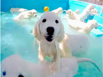 ゴールデンレトリーバー,動画