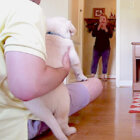 ゴールデンレトリーバー,動画