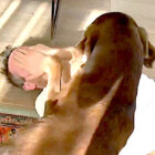 ラブラドールレトリーバー,動画