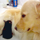 ゴールデンレトリーバー,動画