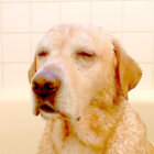 ラブラドールレトリーバー,動画