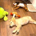 ゴールデンレトリーバー,動画