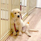 ゴールデンレトリーバー,動画