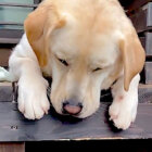 ラブラドールレトリーバー,動画