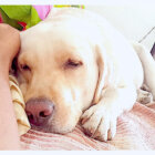 ラブラドールレトリーバー,動画