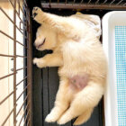 ゴールデンレトリーバー,動画