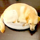 ラブラドールレトリーバー,動画