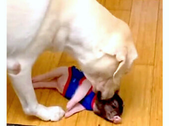 ラブラドールレトリーバー,動画