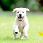 レトリーバー,迎え方,飼育