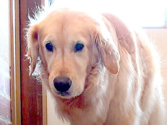 ゴールデン,動画,イッヌドットライフ