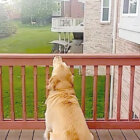 ゴールデンレトリーバー,動画